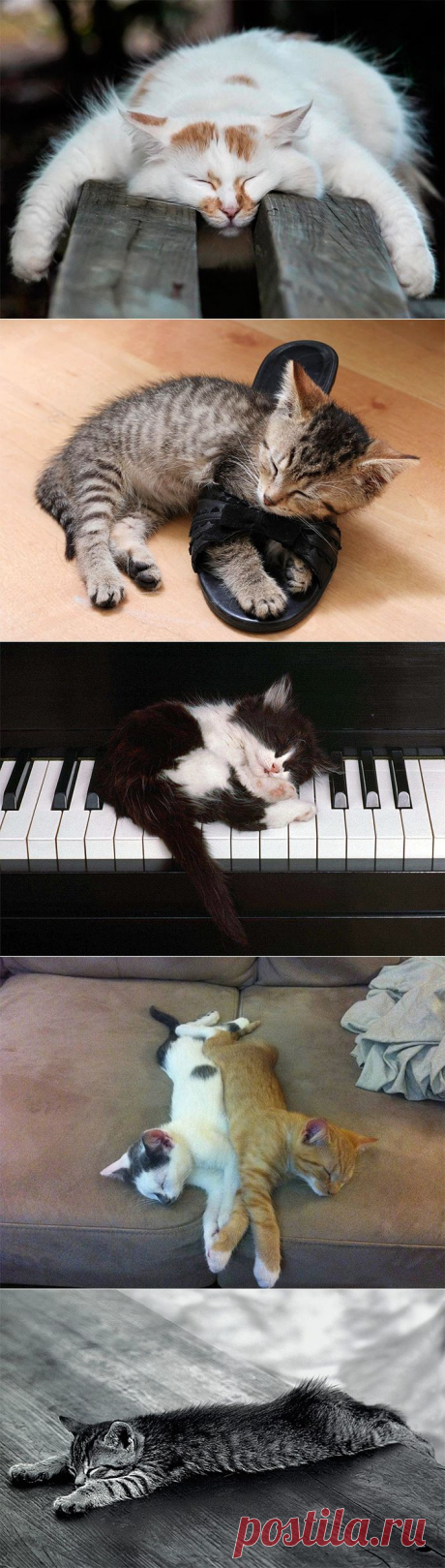 Спящие коты (21 фото)