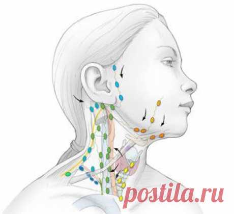 ОЧИЩЕНИЕ ЛИМФЫ: Золотые рецепты фитотерапии Лимфатическая система – одна из самых сложных и хитро устроенных систем человека. Это система вывода ядов из организма, особенно бактериальных и грибково-паразитарных ядов простейших. Практически от этой системы зависит иммунитет человека, а иммунитет – это Жизнь!