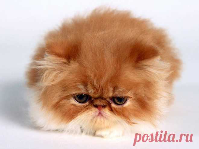 Funny Kitten Wallpaper