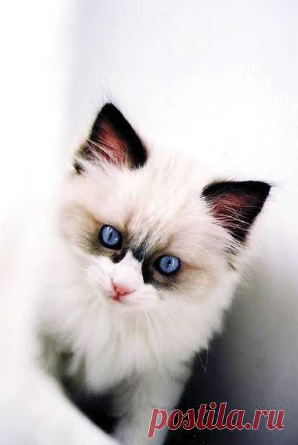 Ragdoll Kitten by vernlicious on deviantART