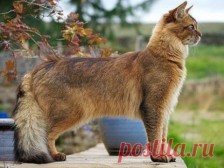 Сомалийский кот.
