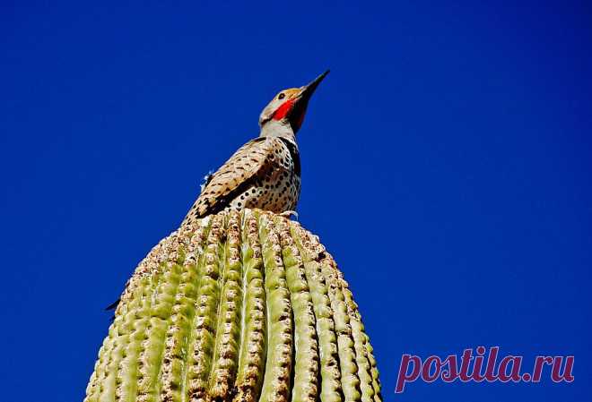 обитатели соноры фото: 2 тыс изображений найдено в Яндекс.Картинках