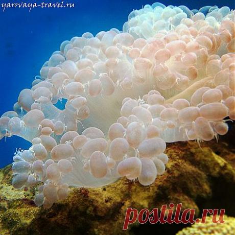 Флора и фауна подводного мира Вьетнама: от живых до препарированных экземпляров.