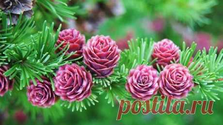 Полярная роза. Так цветет лиственница. Её шишки краснеют раз в 2-3 года. Якутия, Саха