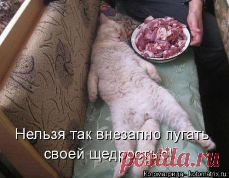 Новая котоматрица