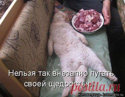 Новая котоматрица