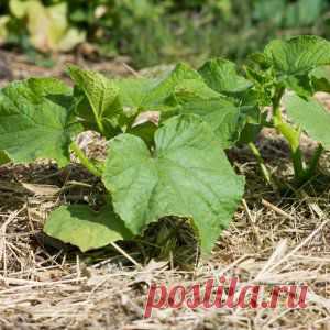 Усадьба | Огородник : Мульчирование – эффективный метод улучшения почвы