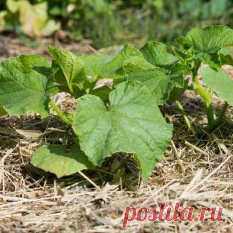 Усадьба | Огородник : Мульчирование – эффективный метод улучшения почвы