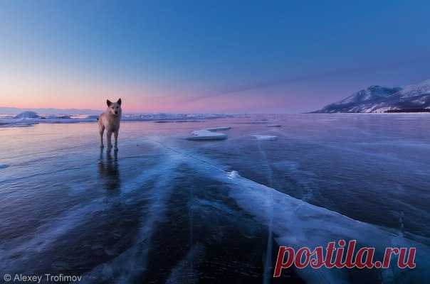 Ранним утром на Байкале. Автор фото — Алексей Трофимов: