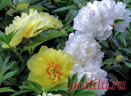 Мифы и легенды о цветах: Пион ~ Planetalsad