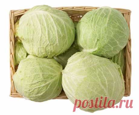 Как сохранить капусту до весны | Дачный участок