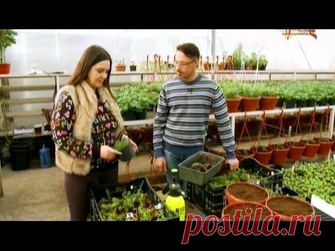 35 сортов великолепной георгины!))