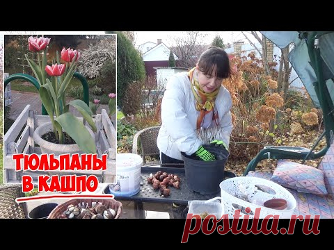 Посадка ТЮЛЬПАНОВ в кашпо - 2021. С учетом прошлогоднего опыта!