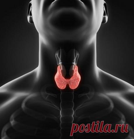 Cómo apoyar su tiroides / mantenerse saludable