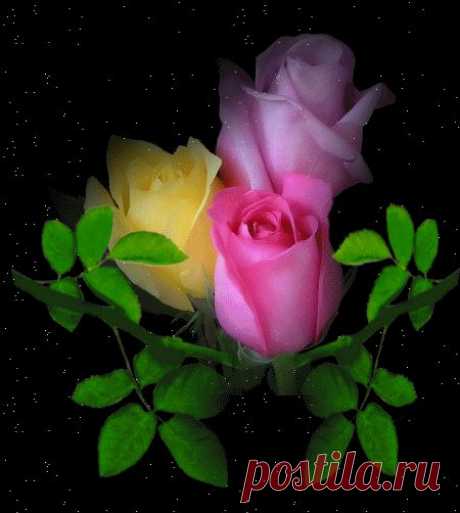 Плейкаст «РОЗОВЫЕ РОЗЫ!!!»