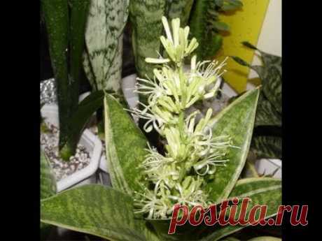 ЦВЕТЕНИЕ СЕНСИВИЕРИИ _2 🌱ВЫРАЩИВАТЬ ЛИ РОСТКИ В ГОРШКЕ СО ВЗРОСЛЫМ РАСТЕНИЕМ? #96 #oldenburg_ru - YouTube