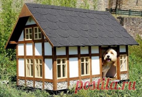 Собачьи хоромы.