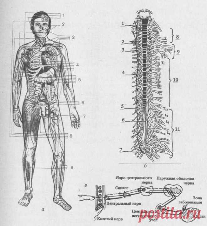 Глава XII СЕГМЕНТАРНО-РЕФЛЕКТОРНЫЙ МАССАЖ - Дубровский В. И. Лечебный массаж: Учеб для студ сред, и высш учеб заведений....