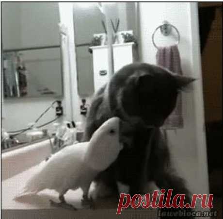 GiF WORLD – Animals – Сообщество – Google+