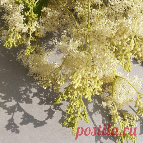Таволга: природный аспирин, средство от сорока недугов и защита от сглаза)). Легенды о травах  Таволга - многолетнее растение, которое многие знают как лабазник, таволга, медонос, донник. 
В переводе с латинского языка "таволга" означает "медонос". В старину считали, что оно обладает способностью снимать головную боль, а также лечить астму.
У нас в России это растение встречается повсеместно, так как растет оно почти везде. Его можно увидеть в сосновых борах, дубовых лесах, на лугах и в степях…