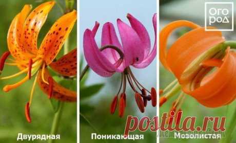 Виды и группы садовых лилий – описание и фото Сегодня в продаже можно найти большое разнообразие видов и сортов лилий. Поэтому сделать свой выбор порой бывает непросто. Давайте разберемся, на какие группы и по какому принципу делятся лилии.
Разде...