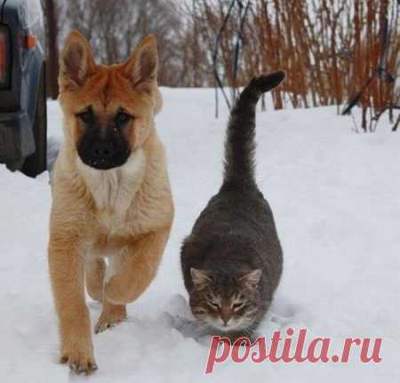 Дружба кошек и собак