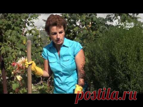 Болезни георгинов.Вирус мозаики..