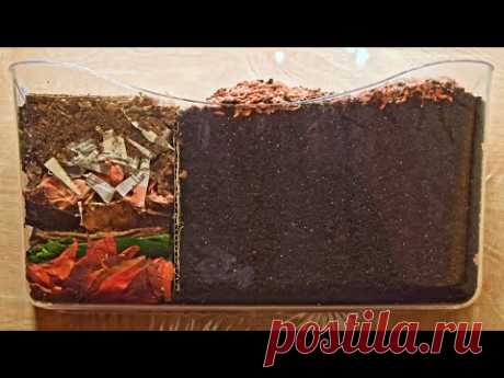 Red Wiggler Worms Horizontal Migration Time-Lapse Days 0-35 FULL - vermicomposting - YouTube
