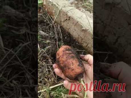 &quot;Я в шоке! Морковка не замерзла на грядке зимой! Показываю какая крупная выросла.