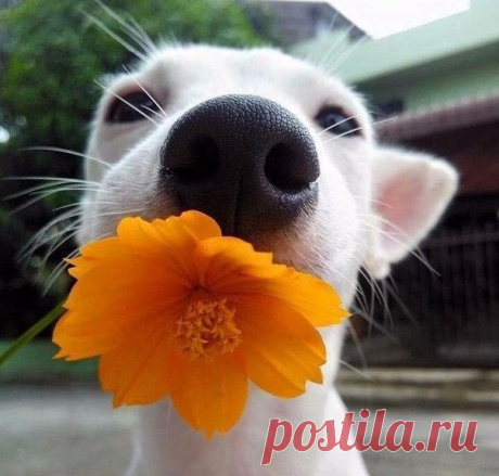 Просыпаясь Утром, улыбнитесь Новому Дню! Улыбнитесь Солнцу или Облакам.... Улыбнитесь своему отражению в зеркале! Пусть каждый Ваш день начинается с Улыбки!😊😚