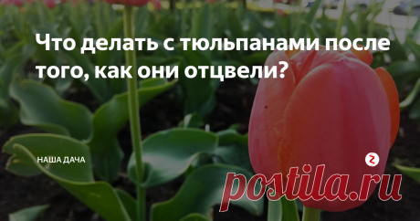 Что делать с тюльпанами после того, как они отцвели? У нас в городе есть традиция – перед девятым мая один из центральных проспектов расцветает тюльпанами всех мастей…Сажают их осенью, а после цветения выкапывают и меняют на не менее симпатичные сальвии и другие цветы. Вчера проезжали по улице, смотрю, а головки у тюльпанов все срезаны. Все правильно делают сотрудники горзеленхоза – нельзя сразу выкапывать луковицы и отправлять их на хранение.
