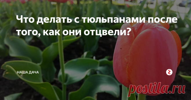 Что делать с тюльпанами после того, как они отцвели? У нас в городе есть традиция – перед девятым мая один из центральных проспектов расцветает тюльпанами всех мастей…Сажают их осенью, а после цветения выкапывают и меняют на не менее симпатичные сальвии и другие цветы. Вчера проезжали по улице, смотрю, а головки у тюльпанов все срезаны. Все правильно делают сотрудники горзеленхоза – нельзя сразу выкапывать луковицы и отправлять их на хранение.