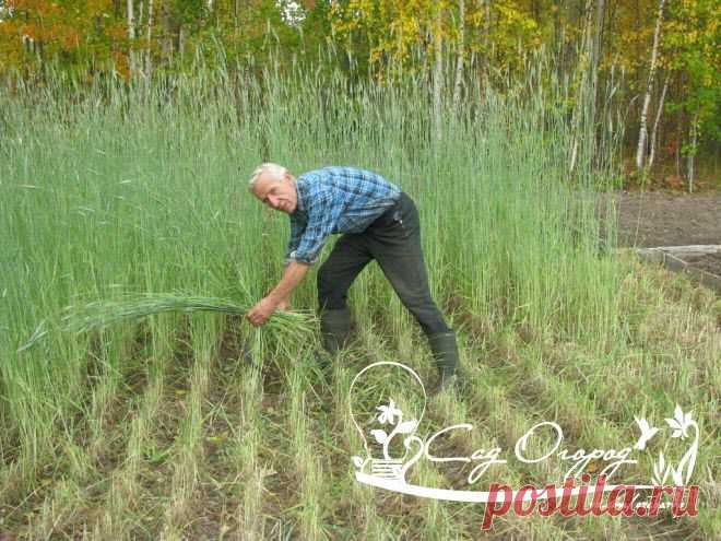 Чем полезны сидераты?