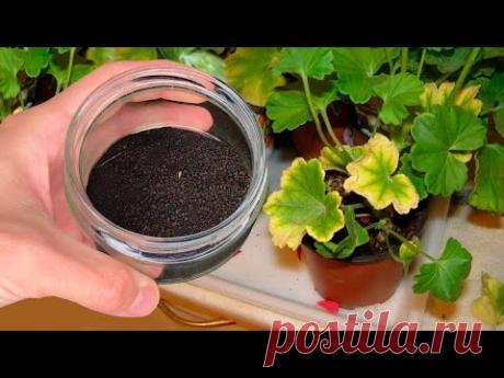 У Герани листья станут снова Зелеными! Вот Простое Средство Для Пеларгонии!