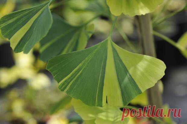 Гинко - дерево со сперматозоидами и вонючими плодами, которое пришло к нам из прошлого - ТАЙНЫ ВСЕЛЕННОЙ - медиаплатформа МирТесен Китай не просто богат необычными растениями, а кишит ими. Мы уже говорили про Метасеквойю, а сегодня расскажем про более известное, но от того не менее удивительное растение – Гинкго. Начнём с того, что Гинкго – целый класс растений, сестринский по отношению ко всем остальным ёлкам с соснами. И