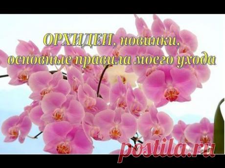 Орхидея / Фаленопсис. Новинки коллекции, основные правила МОЕГО ухода - YouTube