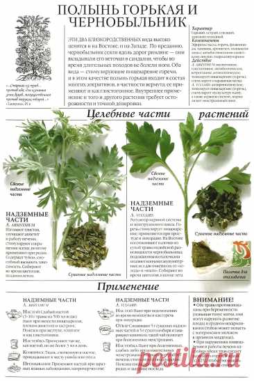 Полынь горькая или чернобыльник