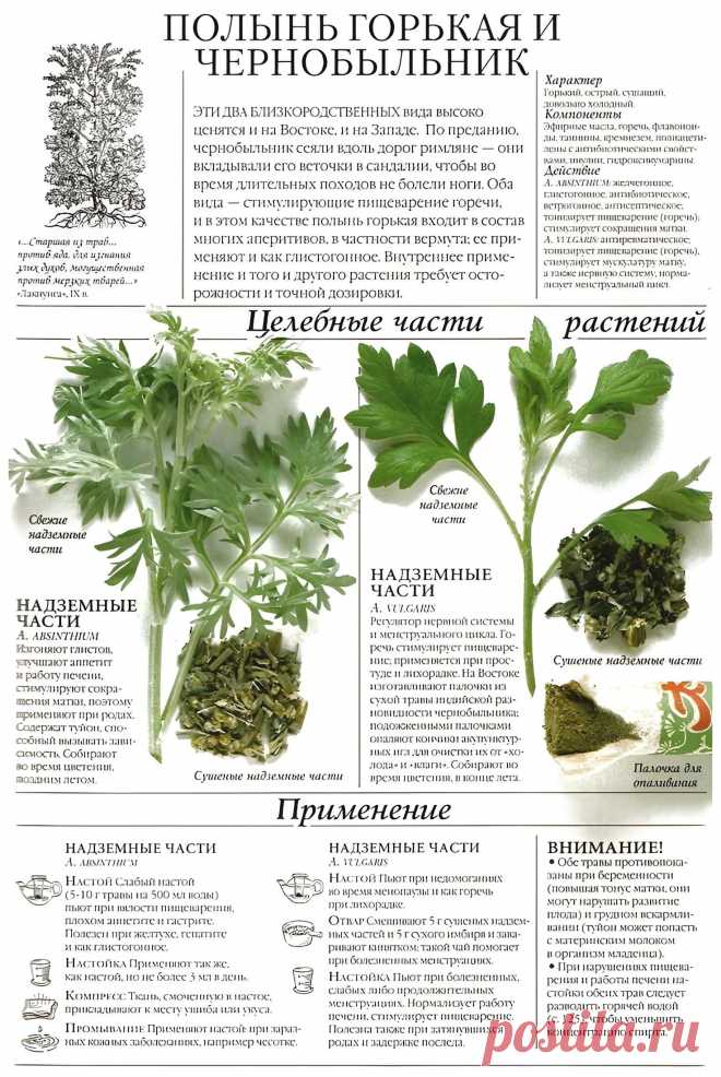 Полынь горькая или чернобыльник