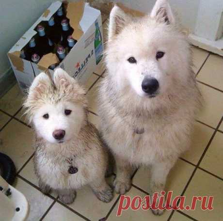Папа и сын.