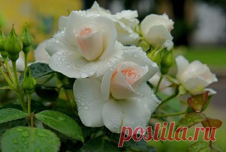 САДЫ, ЦВЕТЫ, ЭКЗОТИКА | Записи в рубрике САДЫ, ЦВЕТЫ, ЭКЗОТИКА | Дневник Belenaya