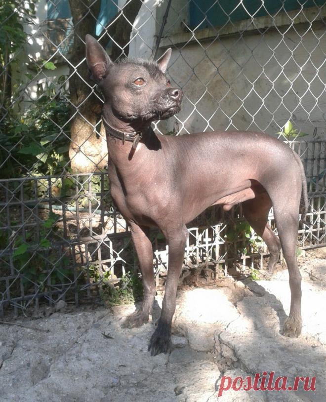 средний стандарт 39см Жан-Жак фон Идальго