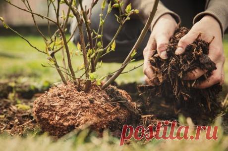 10 ошибок, которые вы допускаете при мульчировании