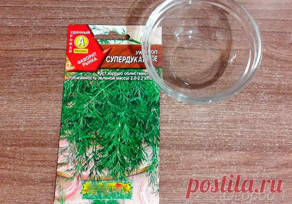 Отличный способ улучшить всхожесть укропа | Огород + | Яндекс Дзен