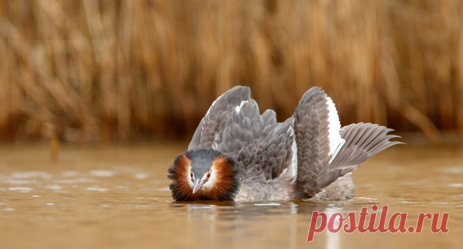 Большая поганка (лат. Podiceps cristatus) > Блог Павла Аксенова > 29 Пальм - Клуб путешествий Павла Аксенова