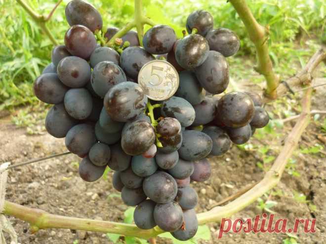 Б А С Т Р А - сигнальная кисть     
      (Талисман хКубань)  
    Новая столовая форма очень раннего срока созревания (90-100 дней). Гроздь очень крупная 700-1100г и более, на длинной ножке, средней плотности, покрыта густым пруиновым налётом.
    Ягода крупная, массой 8-12г и более, красно-фиолетового цвета, очень высоких вкусовых качеств, с лёгким мускатом. Морозостойкость -24*С  устойчивость к милдью,оидиуму и серой гнили 2,5  \В.У.Капелюшный\