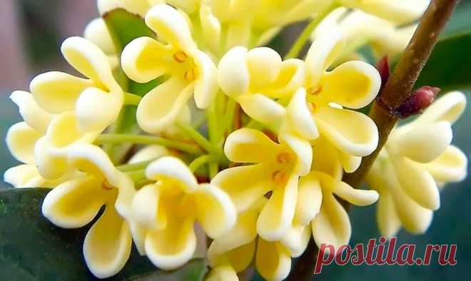Вечнозеленый кустарник с потрясающим стойким ароматом дорогого парфюма! | GardenLife | Дзен