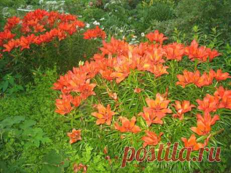 (43) Одноклассники