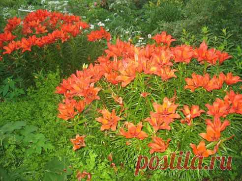 (43) Одноклассники