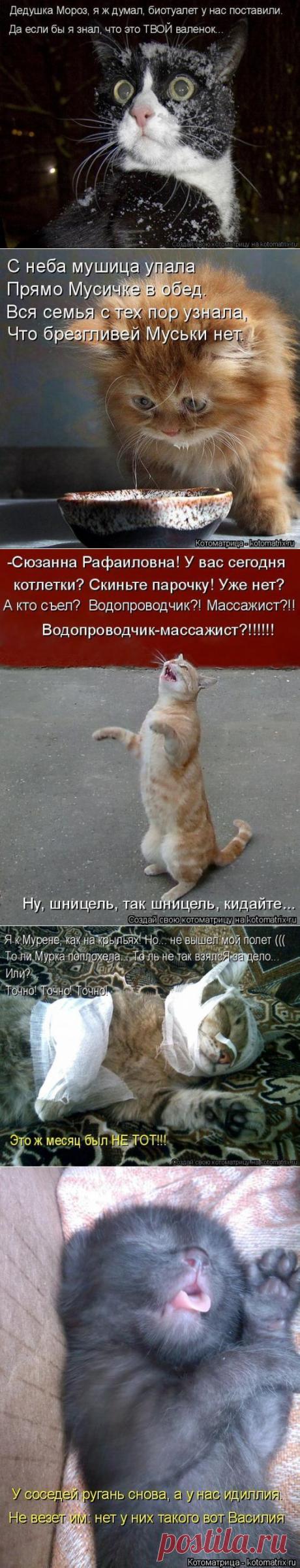 Мартовская котоматрица