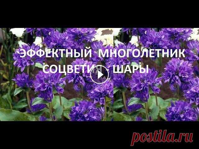 Лучший многолетник с синими цветами-шарами. Цветет все лето. Для любого сада т.к бывают сорта высокие до 60 см и карликовые 25 см. Существуют сорта с ...